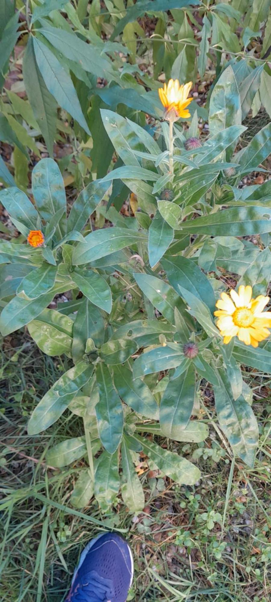 Le Calendule,relax & Wine