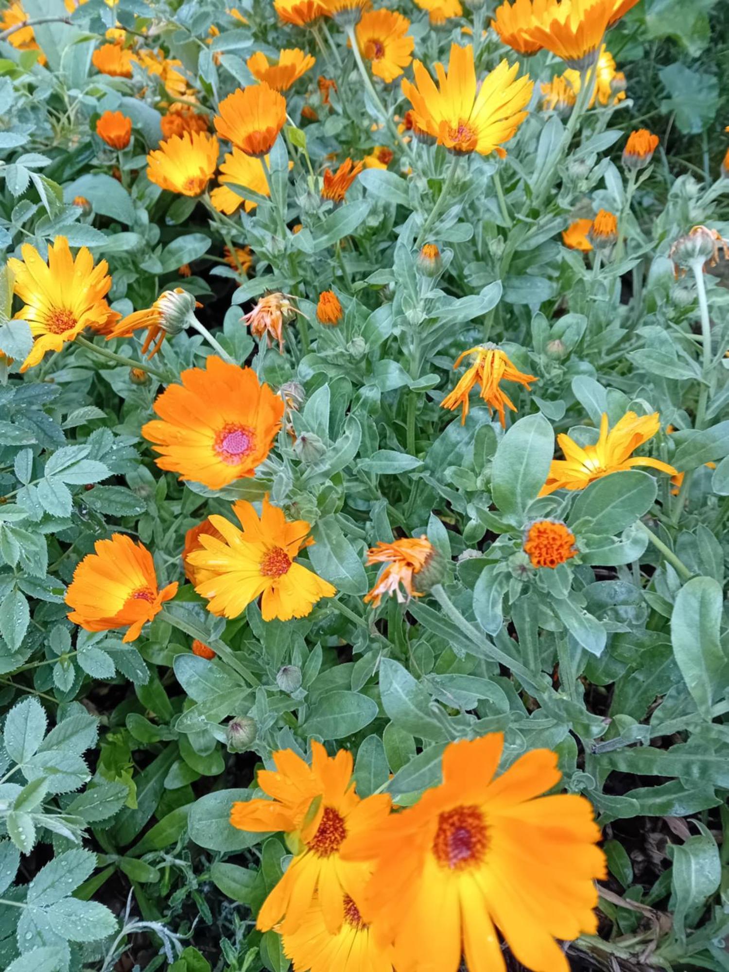 Holiday home Le Calendule,relax & Wine